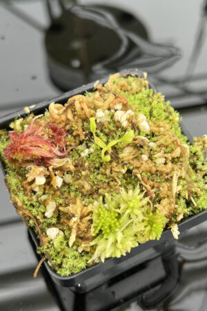 This is a close up photo of Nepenthes appendiculata | Florae | Seed Grown. This is a Seed Grown plant propagated by Florae.