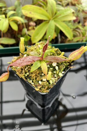 This is a close up photo of Nepenthes boschiana | MKS | Florae | Assorted Clones. This is a Tissue Culture plant propagated by Florae.