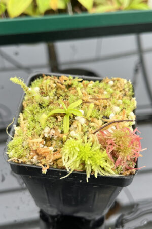 This is a close up photo of Nepenthes (diabolica x hamata) x (diabolica x hamata) pod #1 | MKS | Florae. This is a Tissue Culture plant propagated by Florae.