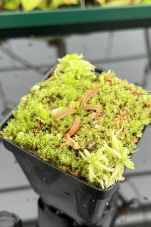 This is a close up photo of Nepenthes (diabolica x hamata) x mantalingajanensis AW | MKS | Florae. This is a Tissue Culture plant propagated by Florae.
