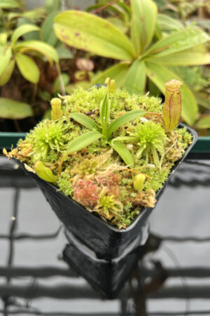 This is a close up photo of Nepenthes edwardsiana x jacquelineae | JH | Florae. This is a Tissue Culture plant propagated by Florae.