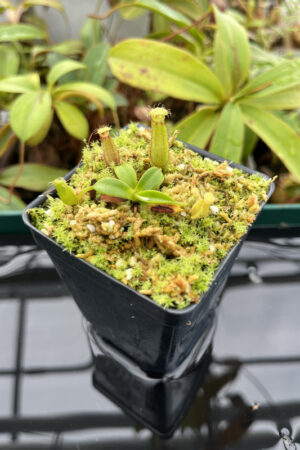 This is a close up photo of Nepenthes hamata (katopasa) x edwardsiana| Clone 4. This is a Tissue Culture plant propagated by Florae.