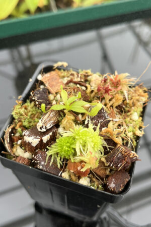 This is a close up photo of Nepenthes palawanensis x villosa | JH | Florae | Clone 1. This is a Tissue Culture plant propagated by Florae.