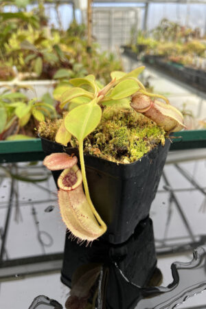 This is a close up photo of Nepenthes robcantleyi x (burbidgeae x edwardsiana). This is a Tissue Culture plant propagated by Borneo Exotics.