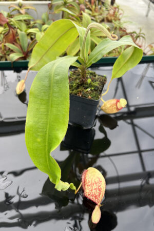 This is a close up photo of Nepenthes rowanae x ampullaria. This is a Rooted Cutting plant propagated by Exotica Plants.
