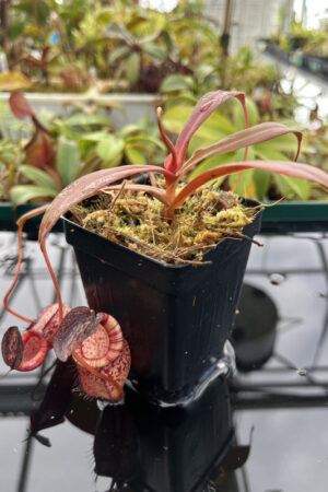 This is a close up photo of Nepenthes spectabilis x tenuis. This is a Tissue Culture plant propagated by Borneo Exotics.
