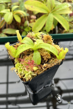 This is a close up photo of Nepenthes (truncata x ephippiata) x macrophylla | Jeremiah Harris | Clone 1. This is a Tissue Culture plant propagated by Florae.