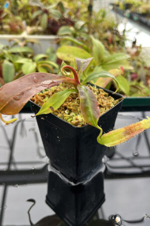 This is a close up photo of Nepenthes (veitchii x boschiana) x (veitchii x boschiana) | JH | Florae. This is a Tissue Culture plant propagated by Florae.