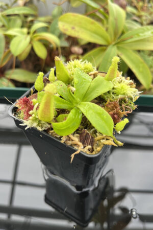 This is a close up photo of Nepenthes ventricosa B1 x macrophylla | JH | Florae. This is a Tissue Culture plant propagated by Florae.