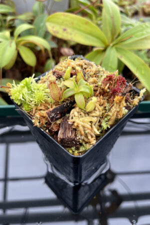 This is a close up photo of Nepenthes villosa x edwardsiana | JH | Florae | Clone 1. This is a Tissue Culture plant propagated by Florae.
