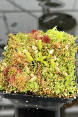 This is a close up photo of Nepenthes (villosa x rajah) x villosa | JH | Florae | Assorted Clones. This is a Tissue Culture plant propagated by Florae.