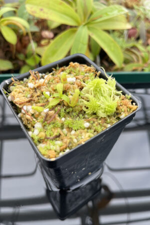 This is a close up photo of Nepenthes villosa x (ventricosa x edwardsiana) | JH | Florae. This is a Tissue Culture plant propagated by Florae.