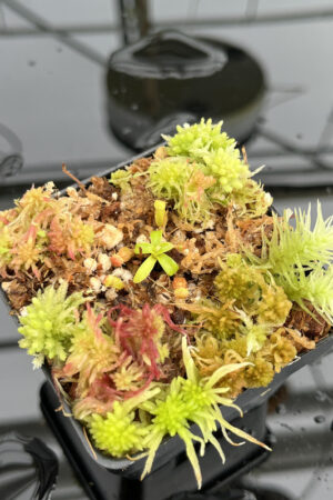 This is a close up photo of Nepenthes villosa x xharryana | JH | Florae | CLone 2. This is a Tissue Culture plant propagated by Florae.