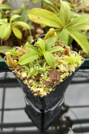 This is a close up photo of Nepenthes xtrusmadiensis. This is a Tissue Culture plant propagated by Florae.