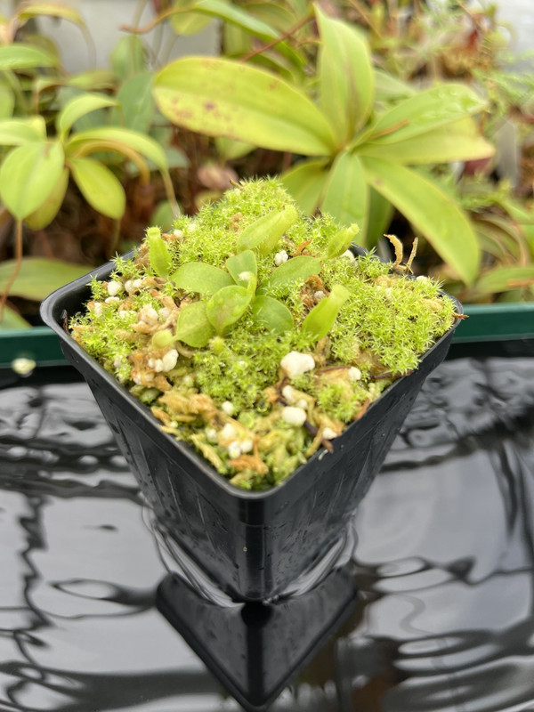 This is a wide angle photo of Nepenthes mollis (tricolor) x veitchii ‘Candy Dreams’ | Francis Bauzon | Clone 3. This is a Tissue Culture plant propagated by Florae.