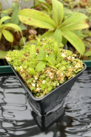 This is a close up photo of Nepenthes mollis (tricolor) x veitchii ‘Candy Dreams’ | Francis Bauzon | Clone 3. This is a Tissue Culture plant propagated by Florae.