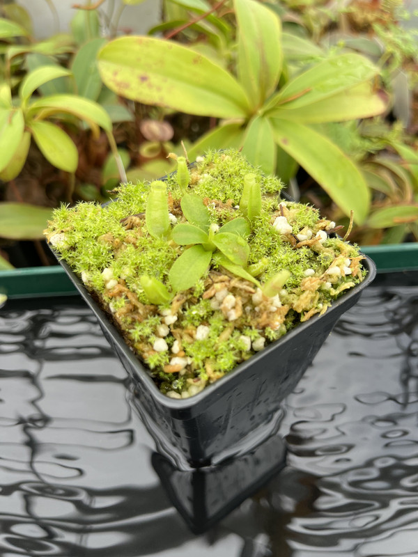 This is a close up photo of Nepenthes mollis (tricolor) x veitchii ‘Candy Dreams’ | Francis Bauzon | Clone 3. This is a Tissue Culture plant propagated by Florae.