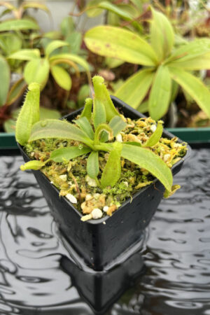 This is a close up photo of Nepenthes veitchii Murud
