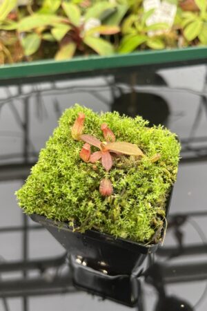 Close Up of Nepenthes albomarginata, red (Gunung Jerai) | Florae | SG | Florae Collaborative | FC-367 | 20319