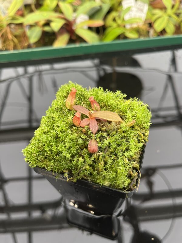 Close Up of Nepenthes albomarginata, red (Gunung Jerai) | Florae | SG | Florae Collaborative | FC-367 | 20319