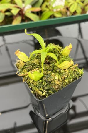 Close Up of Nepenthes aristolochioides x Leviathan | FB | Florae | Florae Collaborative | FC-313.01 | 20314