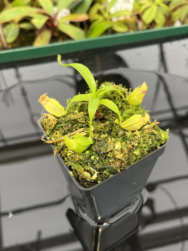 Close Up of Nepenthes aristolochioides x Leviathan | FB | Florae | Florae Collaborative | FC-313.01 | 20314