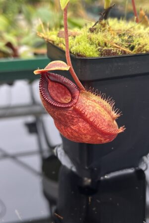 Close Up of Nepenthes aristolochioides x diabolica | Borneo Exotics | BE-3898 | 20329