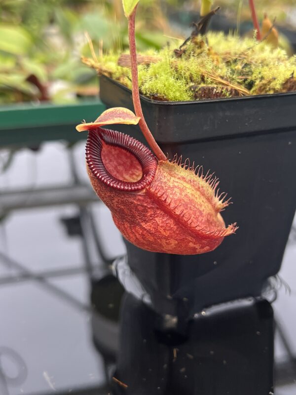 Close Up of Nepenthes aristolochioides x diabolica | Borneo Exotics | BE-3898 | 20329