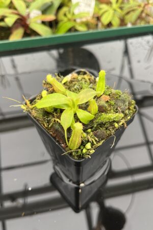 Close Up of Nepenthes boschiana x villosa | JH | Florae | Florae Collaborative | FC-366.09 | 20311