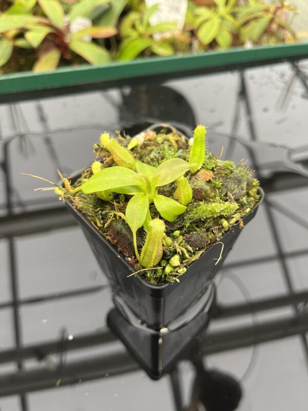 Close Up of Nepenthes boschiana x villosa | JH | Florae | Florae Collaborative | FC-366.09 | 20311