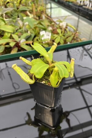 Close Up of Nepenthes clipeata | Florae | Florae Collaborative | FC-265.03 | 20315
