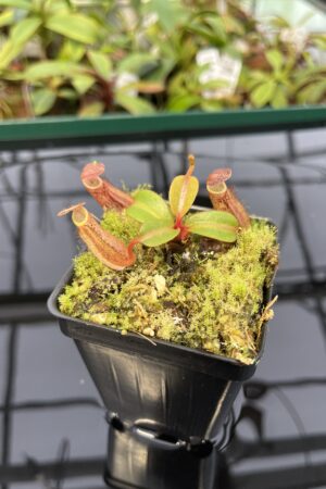 Close Up of Nepenthes dactylifera (formerly N. fusca) | Borneo Exotics | BE-3070 | 20324