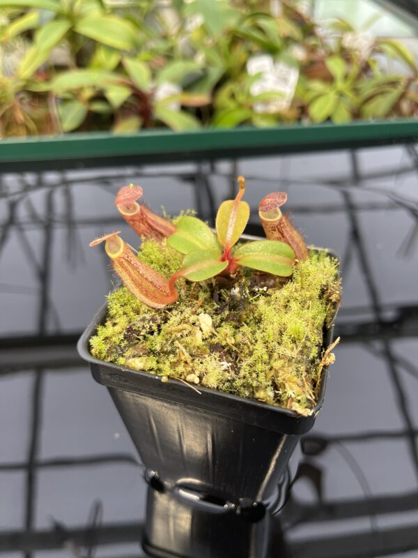 Close Up of Nepenthes dactylifera (formerly N. fusca) | Borneo Exotics | BE-3070 | 20324