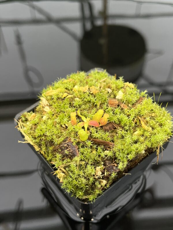Close Up of Nepenthes edwardsiana | Clone 7 | Florae Collaborative | FC-373.07 | 20331