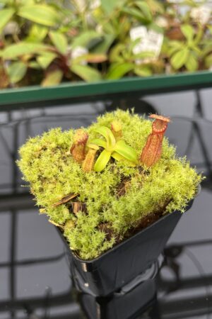 Close Up of Nepenthes hamata (Katopasa) x edwardsiana | Florae | Clone 6 | Florae Collaborative | FC-266.06 | 20327