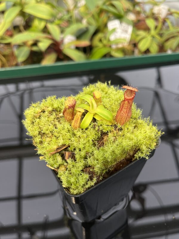 Close Up of Nepenthes hamata (Katopasa) x edwardsiana | Florae | Clone 6 | Florae Collaborative | FC-266.06 | 20327