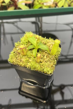 Close Up of Nepenthes hamata (katopasa) x edwardsiana| Clone 4 | Florae Collaborative | FC-266.04 | 20330