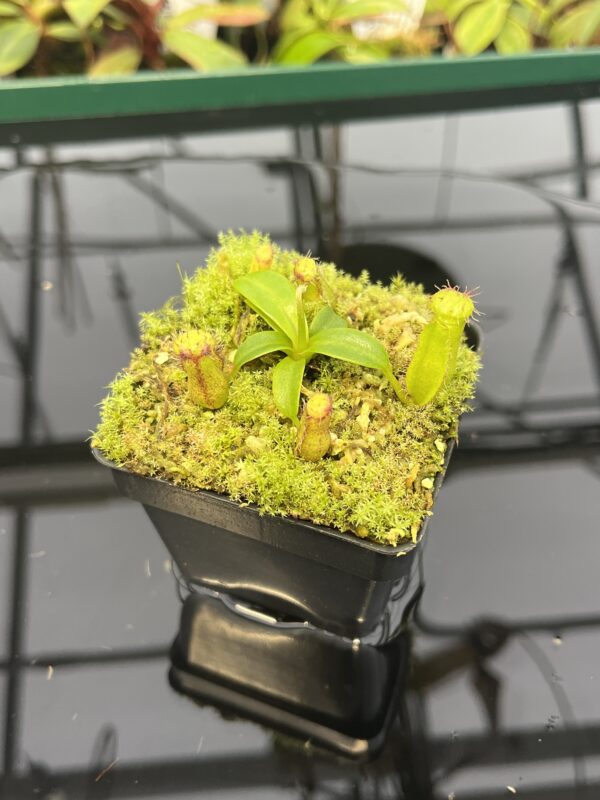 Close Up of Nepenthes hamata (katopasa) x edwardsiana| Clone 4 | Florae Collaborative | FC-266.04 | 20330