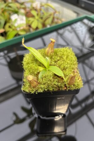 Close Up of Nepenthes hamata katopasa x hamata katopasa | JH | Clone 2 | Florae Collaborative | FC-337.02 | 20325