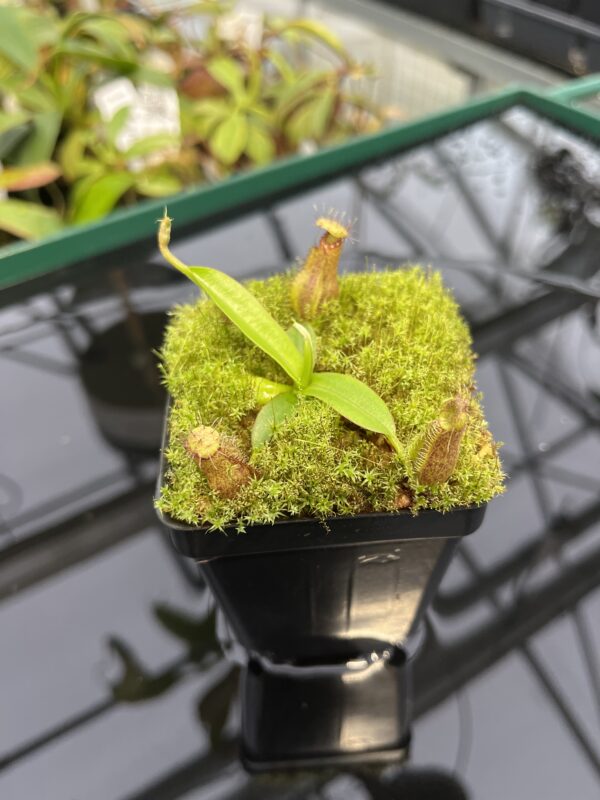 Close Up of Nepenthes hamata katopasa x hamata katopasa | JH | Clone 2 | Florae Collaborative | FC-337.02 | 20325