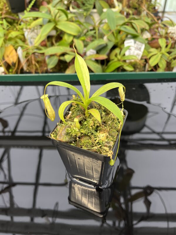 Close Up of Nepenthes leonardoi (horticulturally produced AW x EP) | Florae | Clone 10 | Florae Collaborative | FC-319.1 | 20313