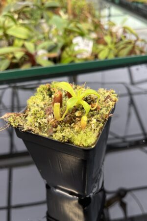 Close Up of Nepenthes lowii | Borneo Exotics | BE-3100 | 20323