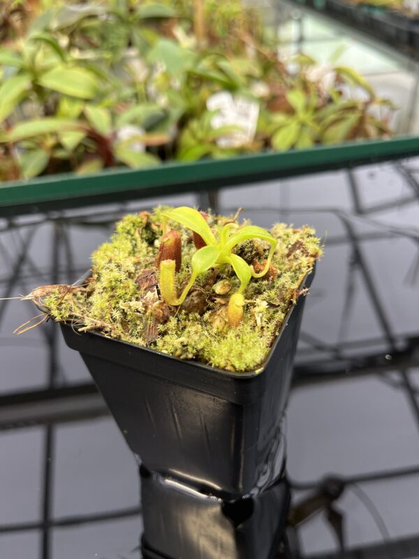 Close Up of Nepenthes lowii | Borneo Exotics | BE-3100 | 20323