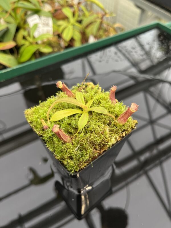 Close Up of Nepenthes [(lowii x veitchii) x boschiana] x [(veitchii x maxima) x veitchii] x (lowii x merrilliana) | Florae | Clone 5 | Florae Collaborative | FC-398.05 | 20318