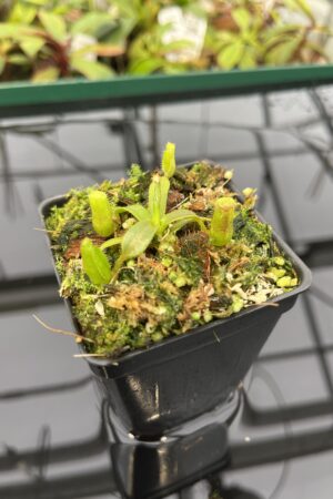 Close Up of Nepenthes mollis (tricolor) x veitchii ‘Candy Dreams’ | Francis Bauzon | Clone 3 | Florae Collaborative | FC-342.03 | 20320