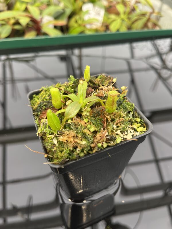 Close Up of Nepenthes mollis (tricolor) x veitchii ‘Candy Dreams’ | Francis Bauzon | Clone 3 | Florae Collaborative | FC-342.03 | 20320