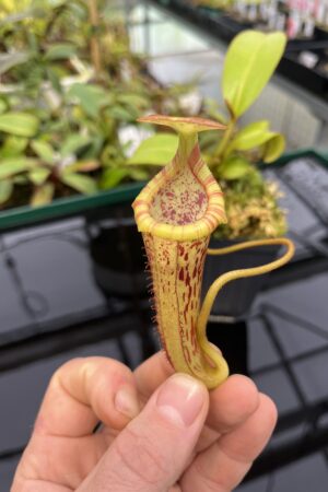 Close Up of Nepenthes platychila x villosa | Exotica Plants | 20322