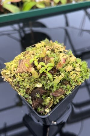 Close Up of Nepenthes rajah {mix of clones, Mt. Tambuyukon, Borneo, 2500m} | Best Carnivorous Plants | BCP-2006 | 20328