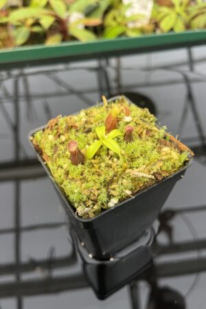 Close Up of Nepenthes singalana Belirang x villosa | JH | Florae Collaborative | FC-353.07 | 20326
