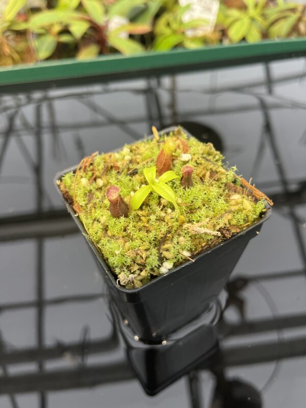 Close Up of Nepenthes singalana Belirang x villosa | JH | Florae Collaborative | FC-353.07 | 20326